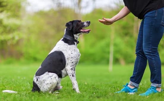 Trainer working with a dog