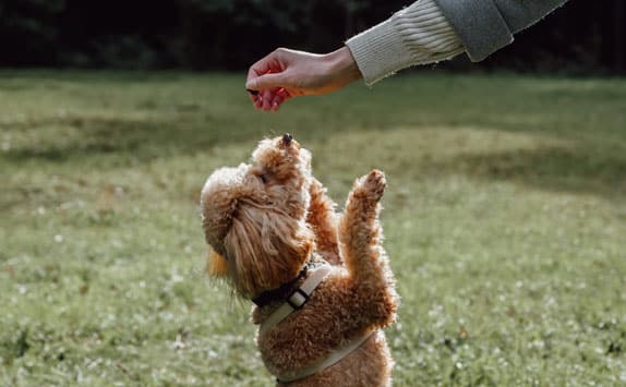 Dog trainer working with a dog